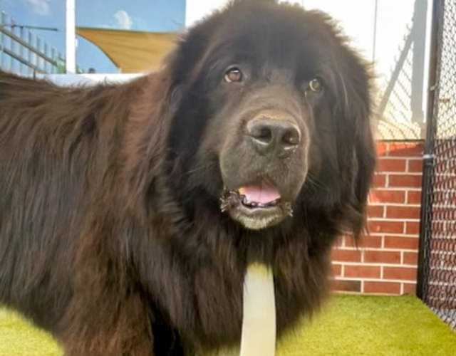 A dog in a tie stands proudly on a lush green field