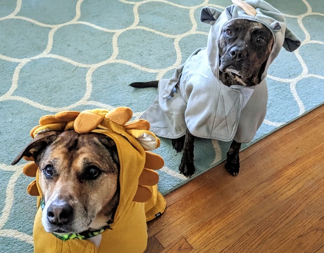 Two dogs wearing colorful animal costumes