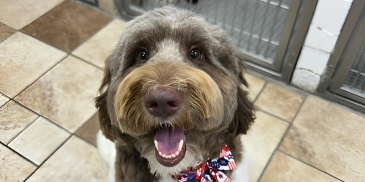 Happy dog at the hospital