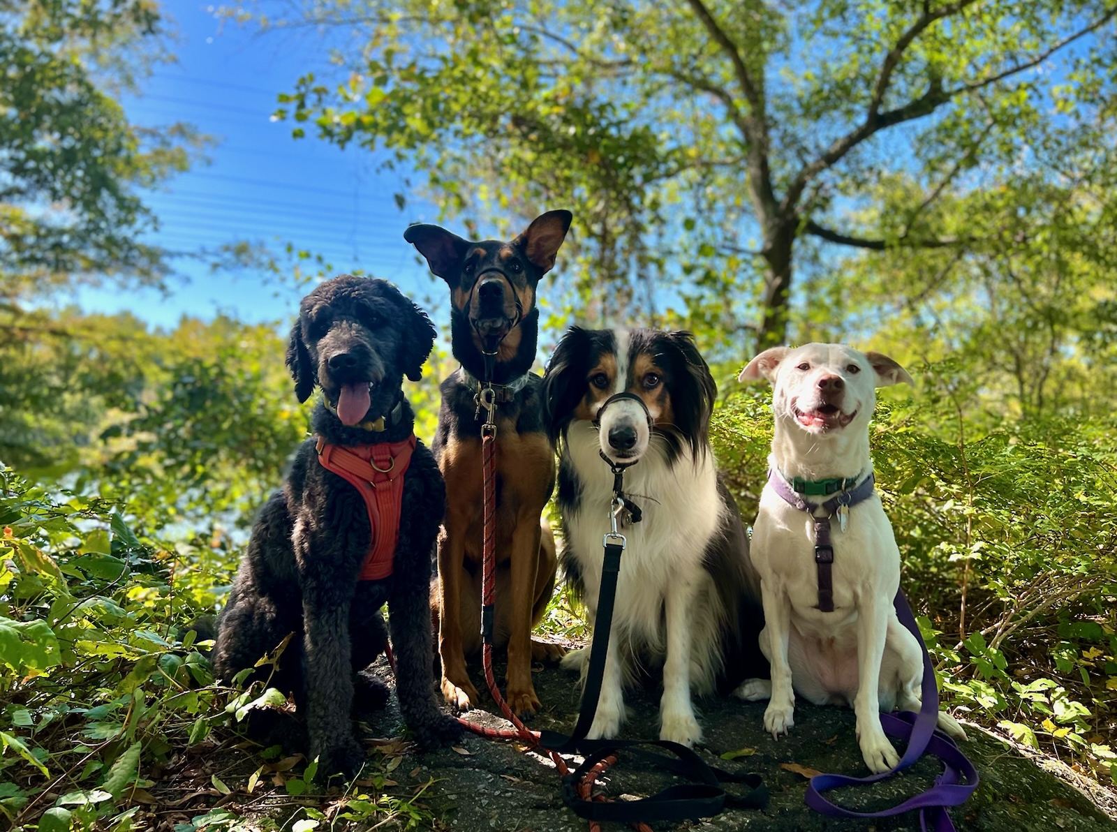 Four dogs are seated on a large rock