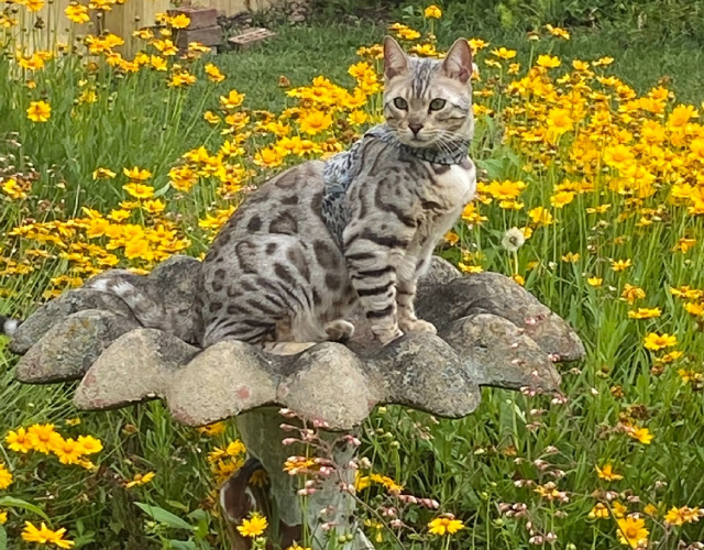 A cat comfortably resting on a birdbath