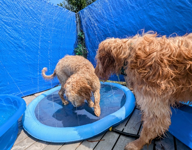 Two dogs having a great time in an outdoor pool