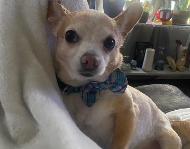 A dog in a bow tie sits elegantly on a couch