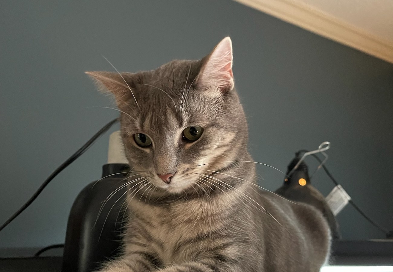 Pet Adoption Form Pamlico Animal Hospital