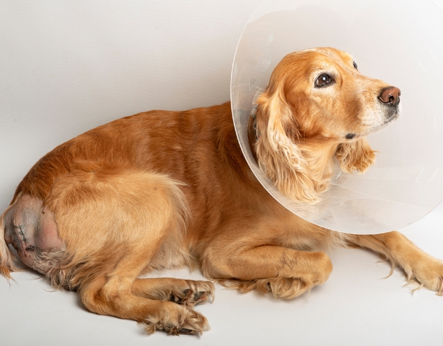 A dog with a cone collar on its head