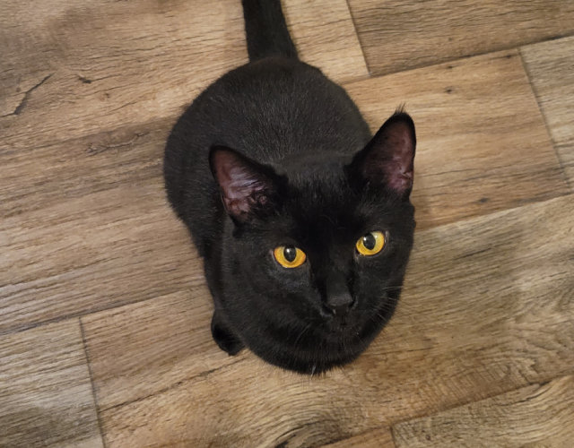 A cat sits gracefully on a polished wooden floor