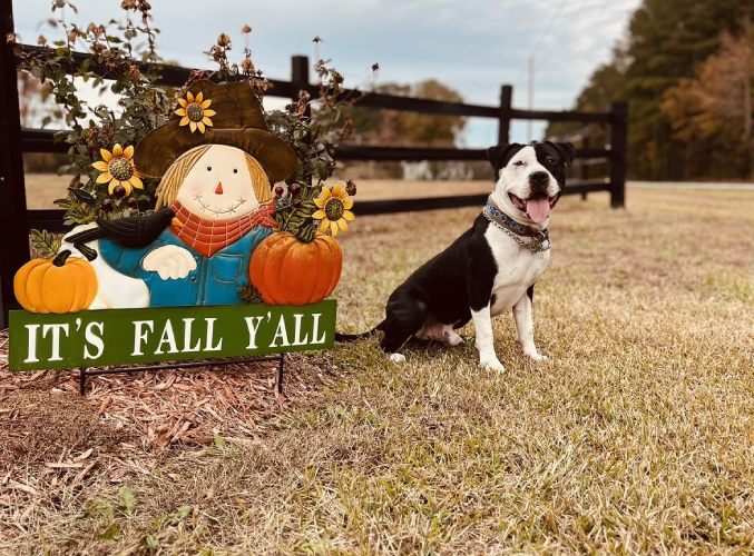 A cheerful dog poses next to a sign