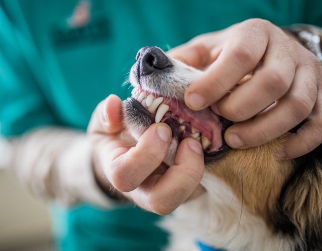 A vet is inspecting a dog's teeth