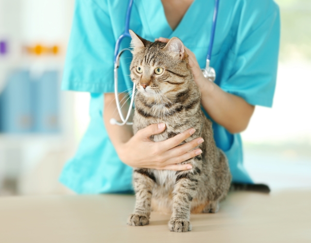 A woman holds a cat in her arms