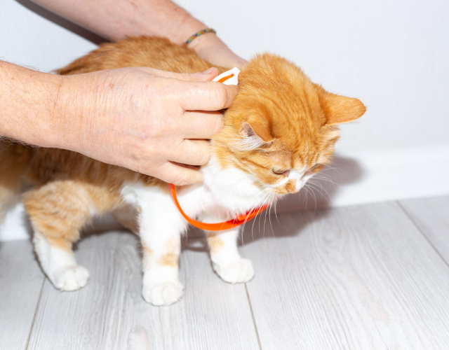 Putting a flea collar on a cat protects from parasites