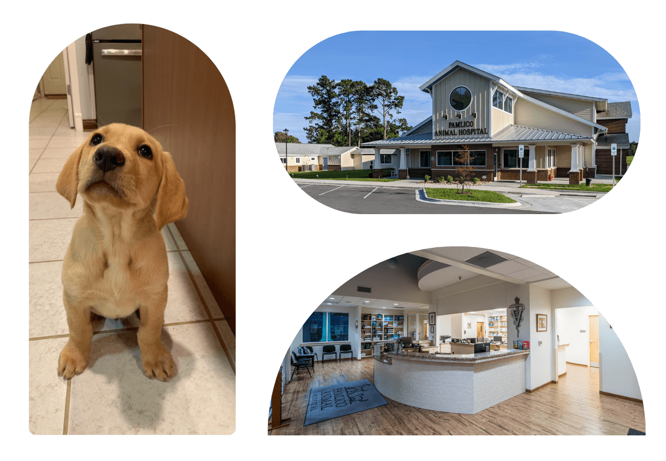 this collage frame shows a dog, hospital building, and hospital reception