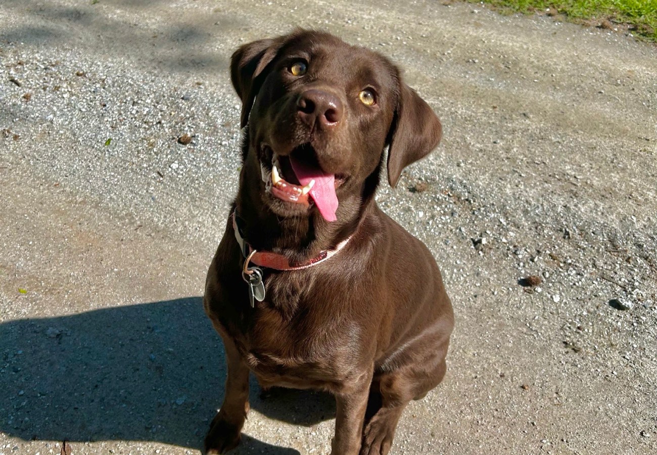 Veterinarian Reviews In Washington, NC Pamlico Animal