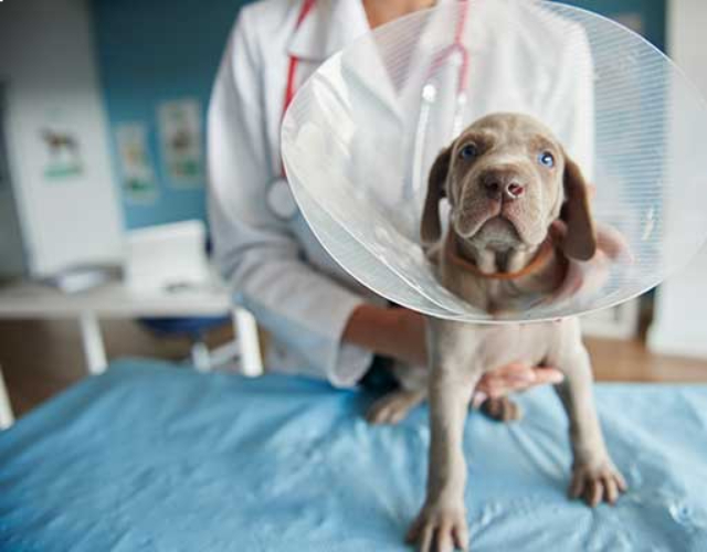 A dog wearing a protective cone around its head