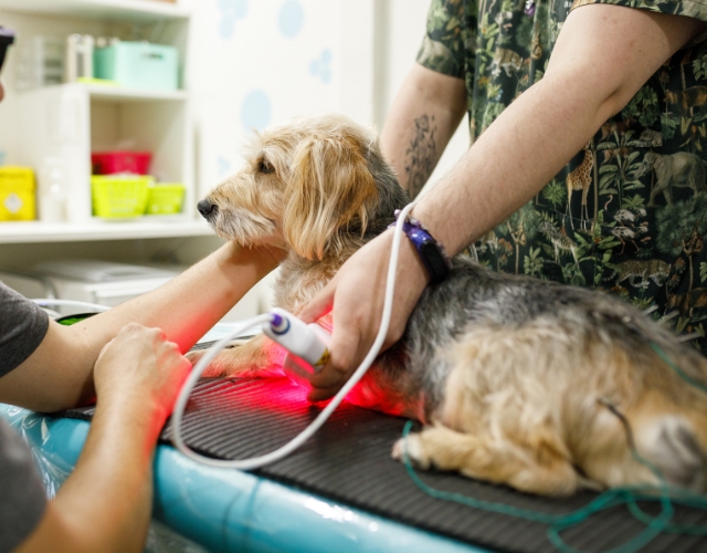 a vet implementing therapy on a dog