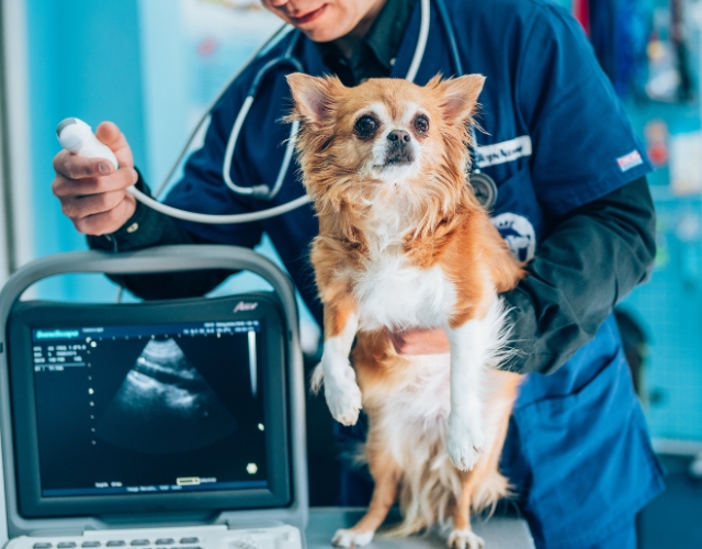 A veterinarian conducts an ultrasound examination on a dog