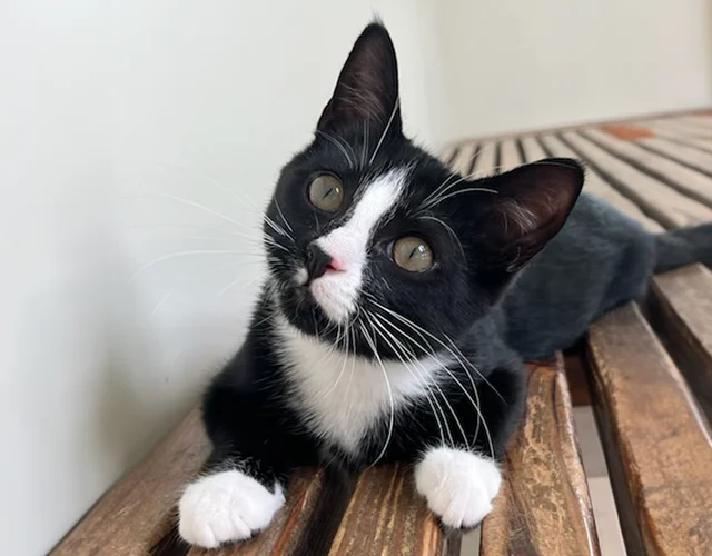 A black and white kitten with a tilted head lying on a wooden surface, looking up curiously.